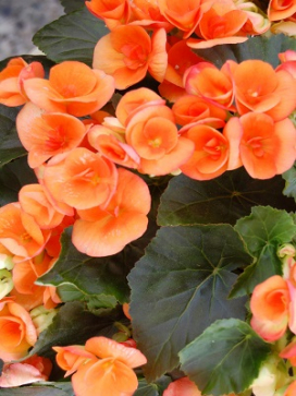 BEGONIA Amstel Dark Britt
